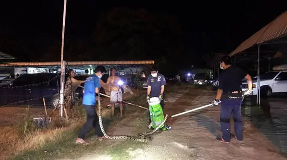 مار پیتون مرد تایلندی را شوکه کرد + عکس