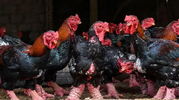 نترسید! اینها غول نیستند؛ مرغ و خروسند + فیلم