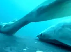 فیلم لحظات دیدنی موج‌ سواری ماهی رمورا روی نهنگ گوژپشت