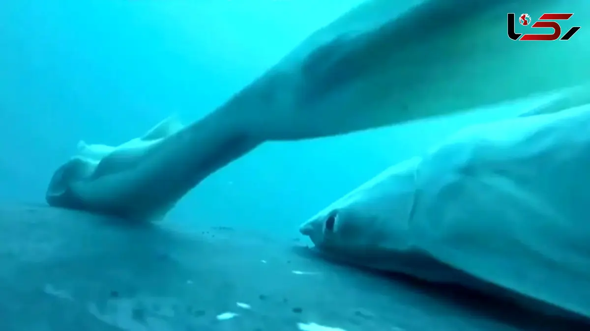 فیلم لحظات دیدنی موج‌ سواری ماهی رمورا روی نهنگ گوژپشت