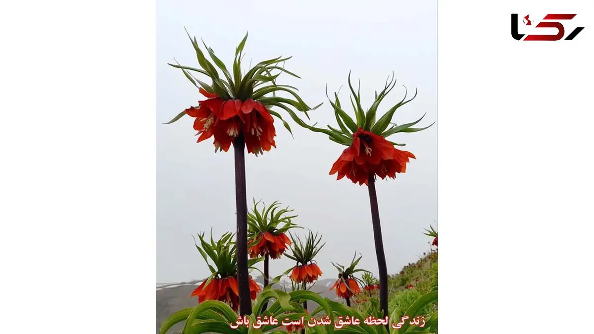 فال و طالع بینی روزانه 25 شهریور + فیلم