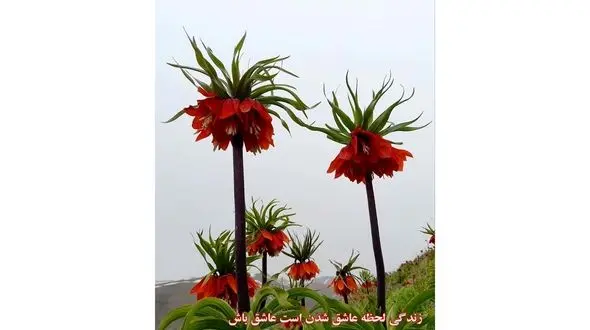 فال و طالع بینی روزانه 16 شهریور / فیلم