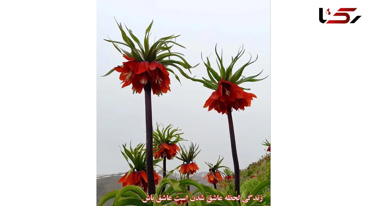 فال و طالع بینی روزانه 16 شهریور / فیلم