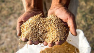 امسال 5 میلیون تن گندم کم داریم / گران شدن نان ربطی به قیمت گندم ندارد !