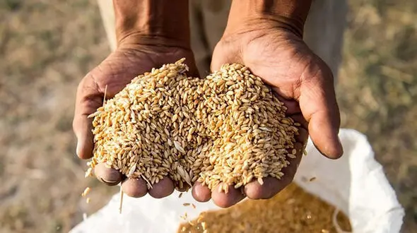 یارانه گندم و دارو در سال آینده حذف نمی‌شود