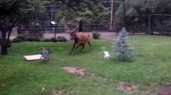 دوستی عجیب گوزن و دو توله سگ با هم به عنوان حیوانات خانگی! +فیلم