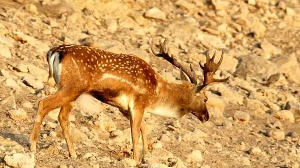 مرکز تکثیر و احیای گوزن زرد ایرانی در لرستان ثمر داد/ تولد اولین گوساله در مجموعه کشت و صنعت