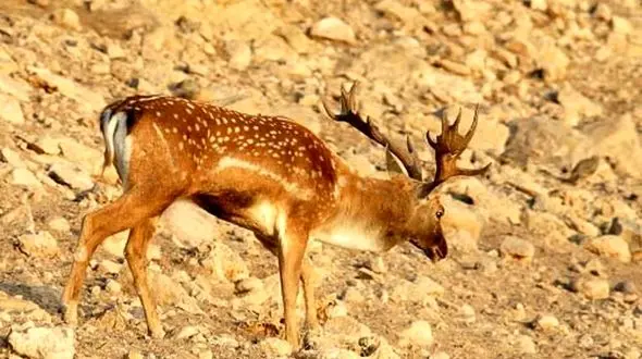 مرکز تکثیر و احیای گوزن زرد ایرانی در لرستان ثمر داد/ تولد اولین گوساله در مجموعه کشت و صنعت