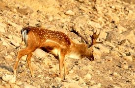 ثبت تصویر گوساله گوزن زرد ایرانی در پارک ملی دز