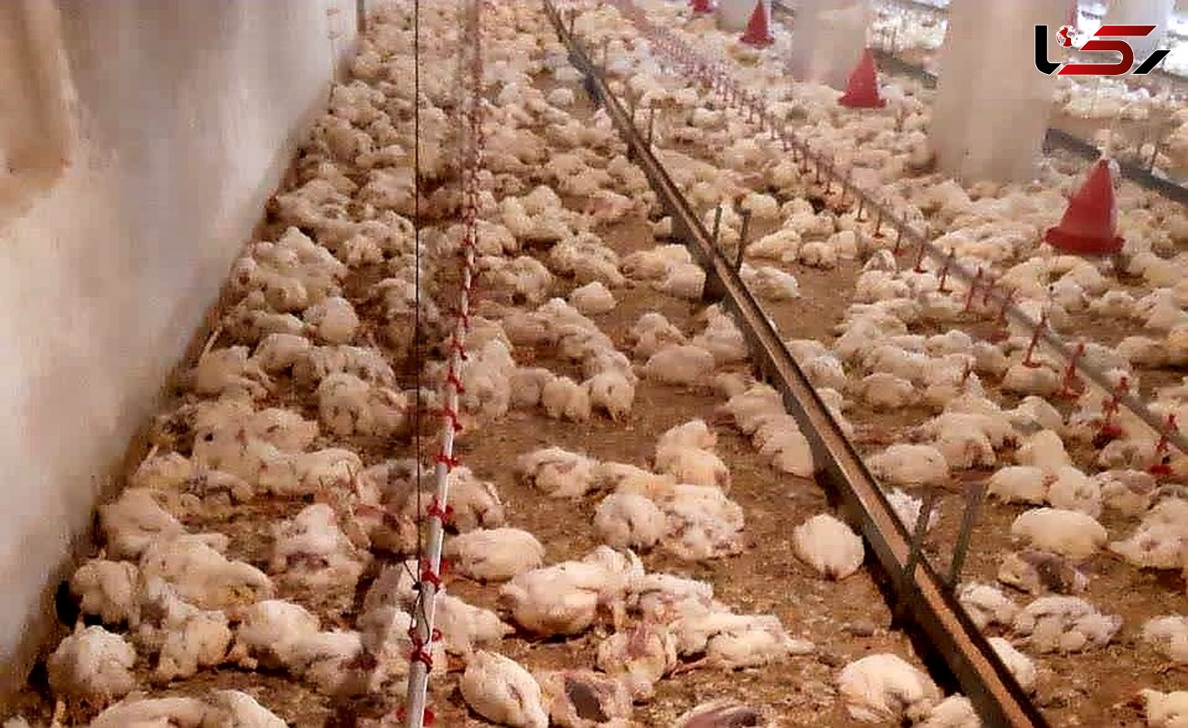 تلف شدن ۳۴۰۰ قطعه مرغ گوشتی در سلسله