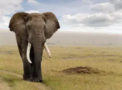 حمله گروهی ۱۴ شیر به یک فیل جوان در حیات‌وحش