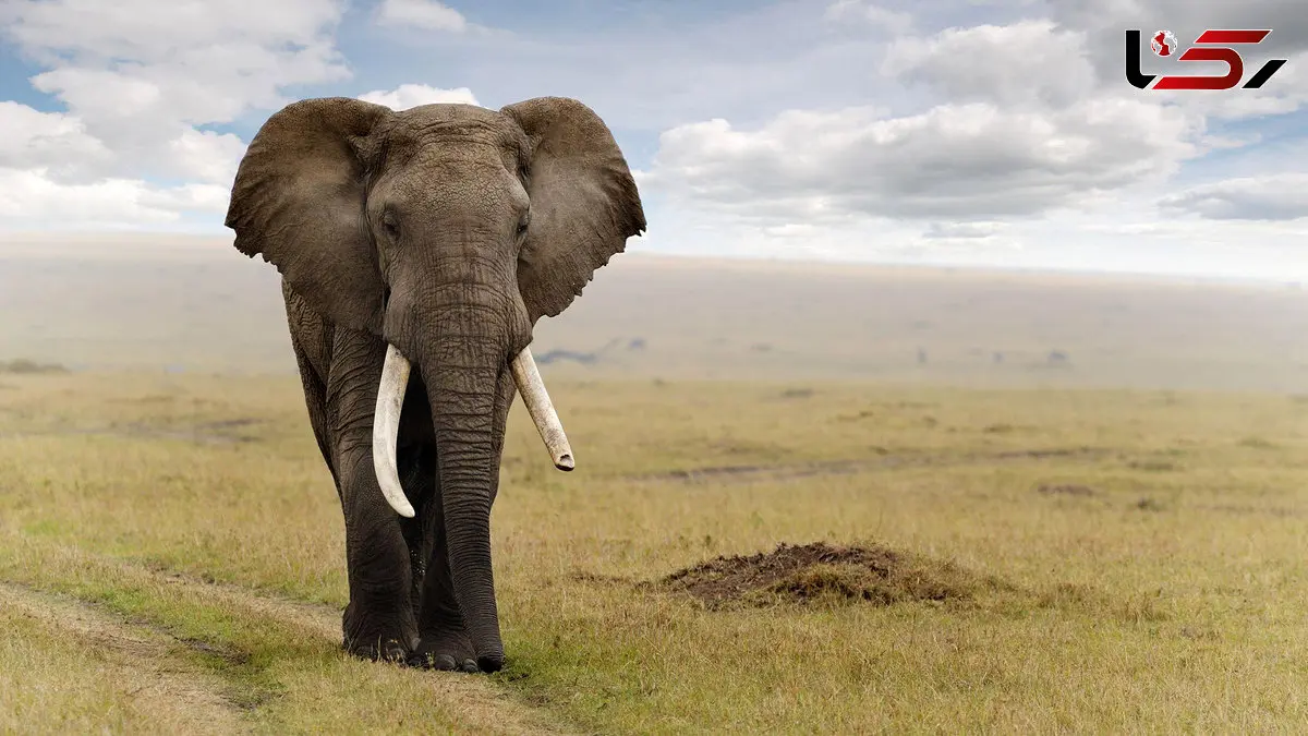 حمله گروهی ۱۴ شیر به یک فیل جوان در حیات‌وحش