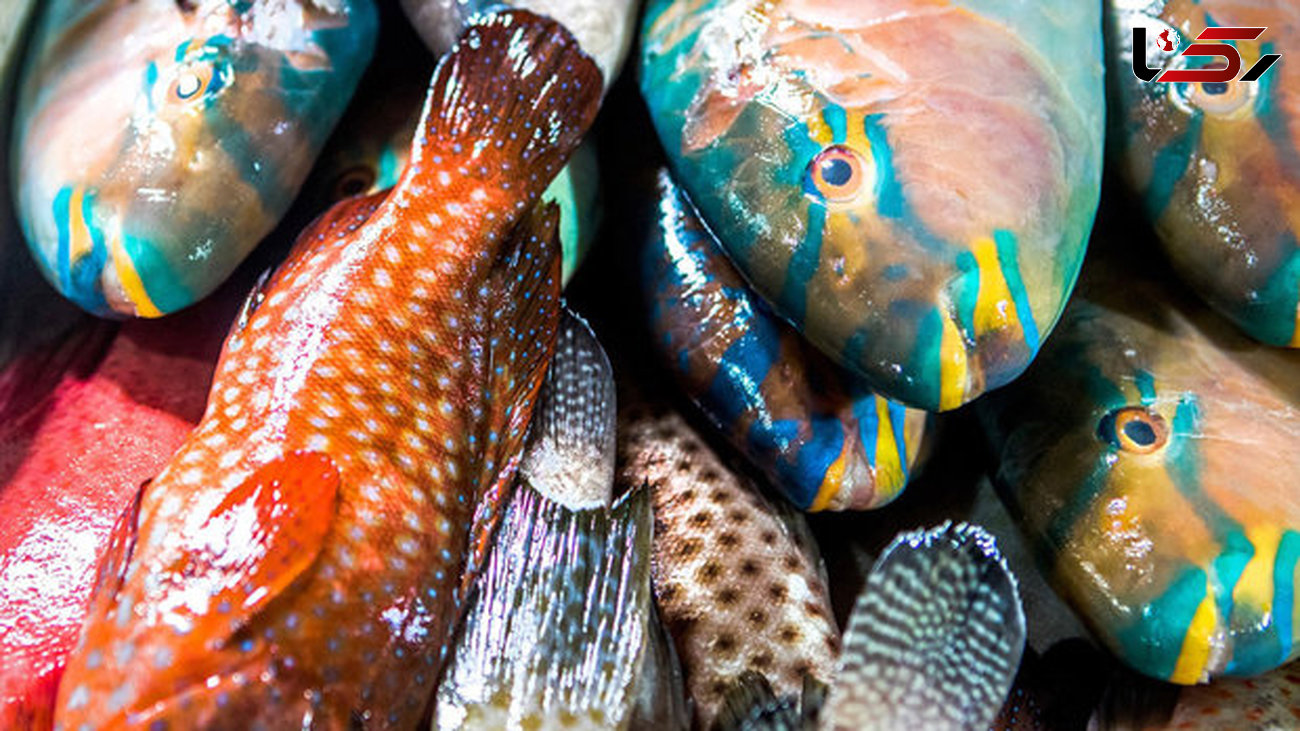 کشف گونه جدیدی از ماهی در دریای خزر +عکس 