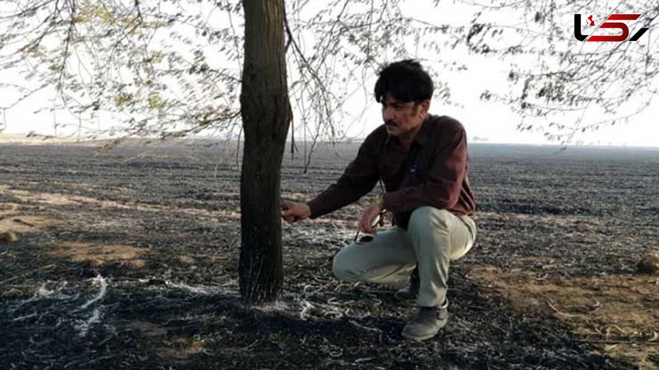 عاملان آتش‌ زدن درختان کرخه اندیمشک تحت تعقیب