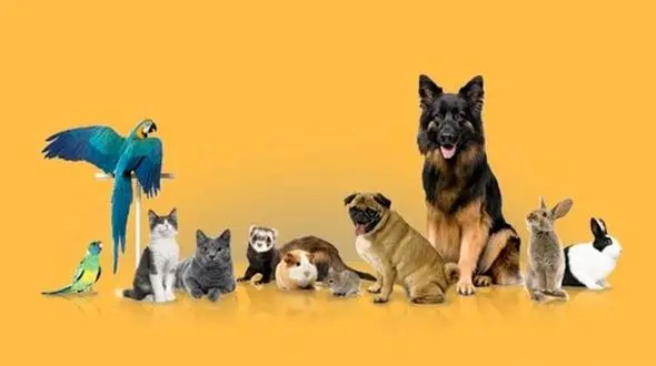 ویروس کرونا از حیوانات خانگی منتقل می‌شود ؟ + فیلم
