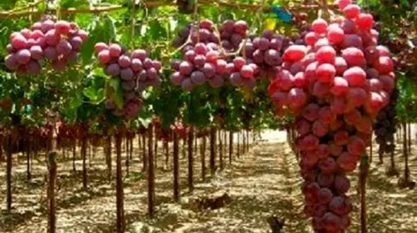 انگورهای سمنان که تابحال اسمشان را نشنیده اید !+ جزئیات