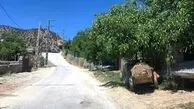 کوخدان؛ بهشت پنهان دنا در انتظار یک تصمیم