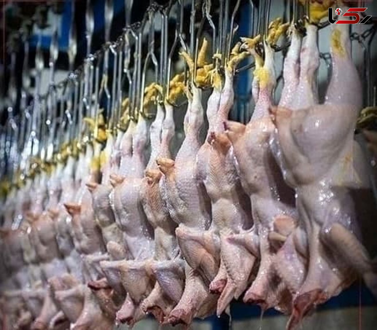 روزانه ۲۰۵ تن گوشت گرم سفید در استان تولید می‌شود