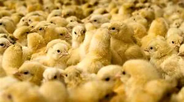 قیمت جوجه یک روزه اعلام شد + سند