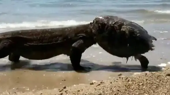 مارمولک کله لاک پشتی+عکس