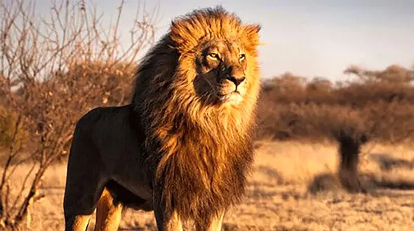 شکار شیر با تپانچه ! + عکس