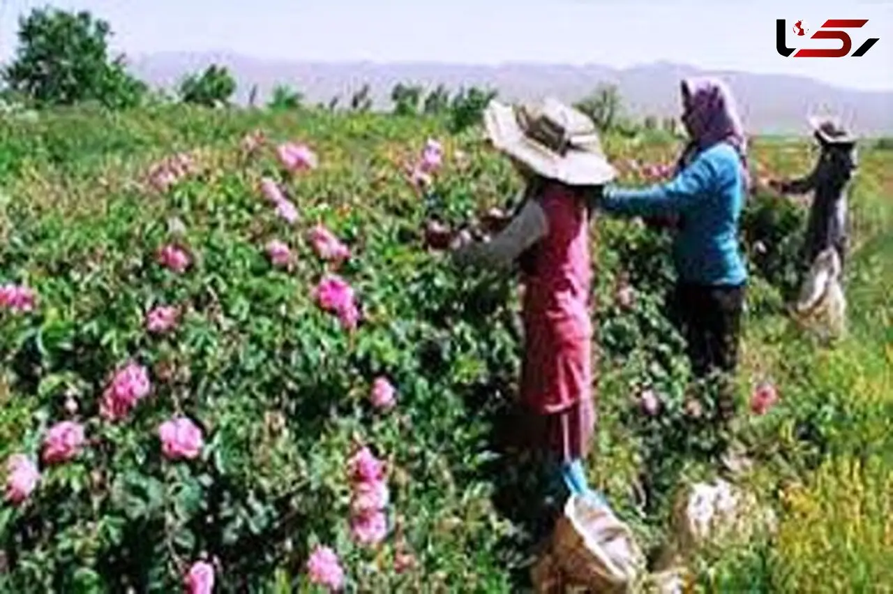 آغاز گلاب گیری همزمان با برداشت گل محمدی از مزرعه های آران و بیدگل