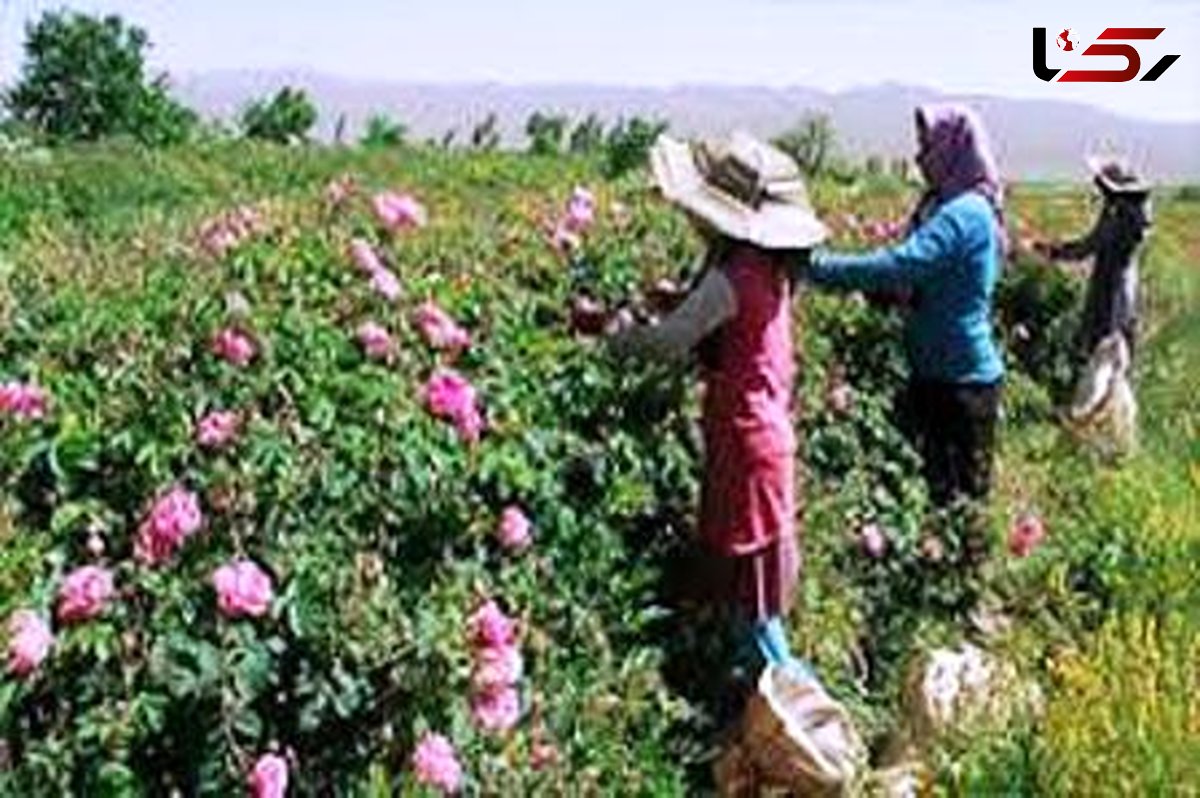 آغاز گلاب گیری همزمان با برداشت گل محمدی از مزرعه های آران و بیدگل