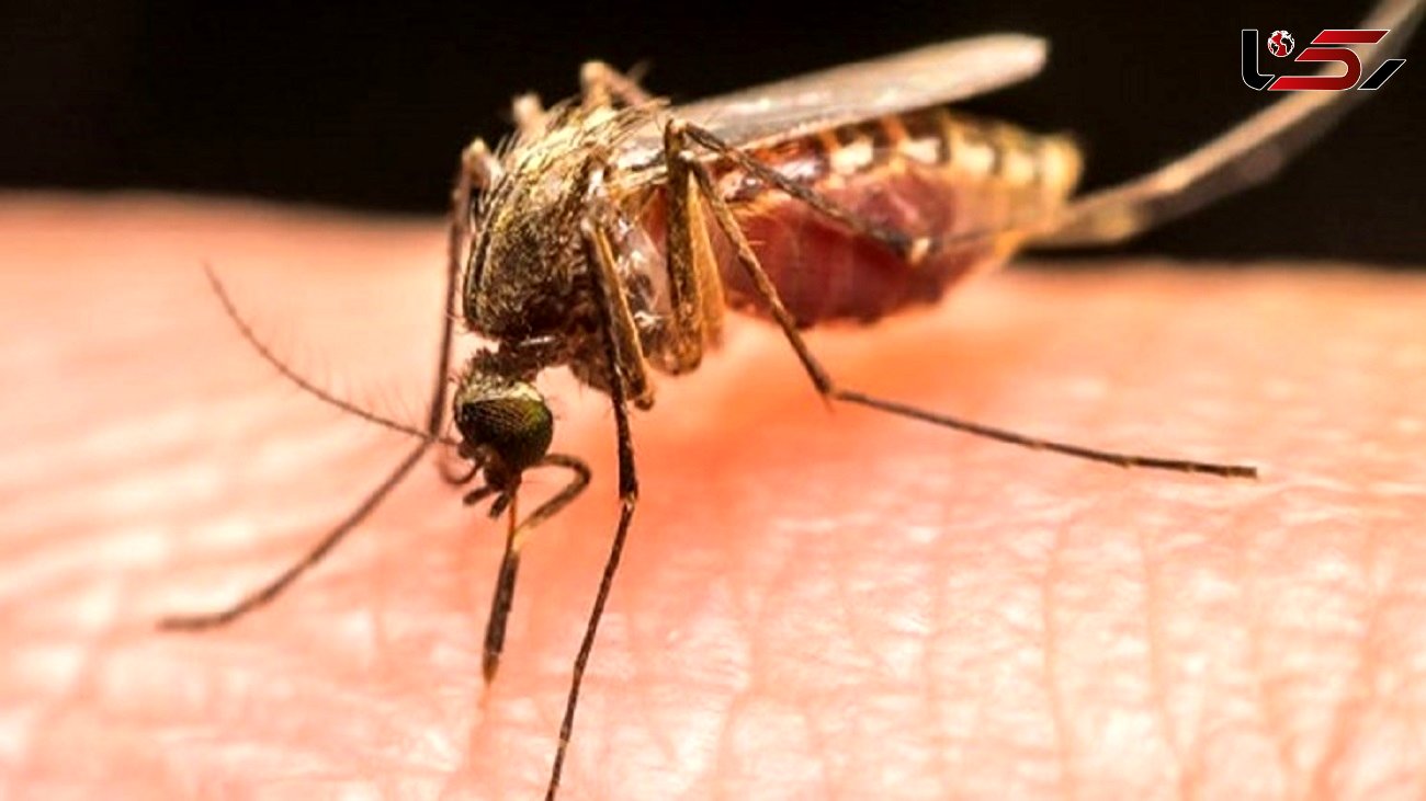 آخرین وضعیت موارد ابتلا به مالاریا در کشور