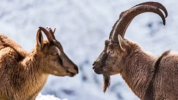 مرگ مشکوک بزهای کوهی در گناباد و بجستان