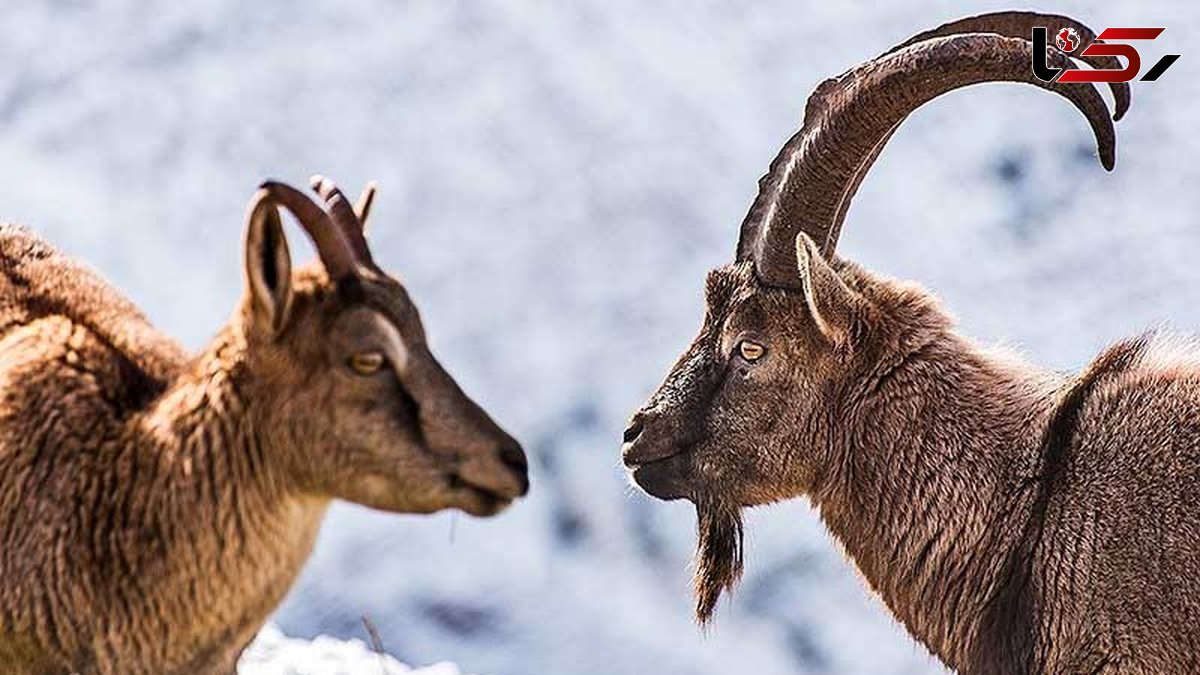 مرگ مشکوک بزهای کوهی در گناباد و بجستان