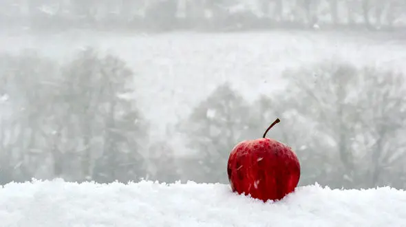 فریبا  دخترخاله اش را بدون لباس نزد شوهرش دید / خدایا کمکم کن!