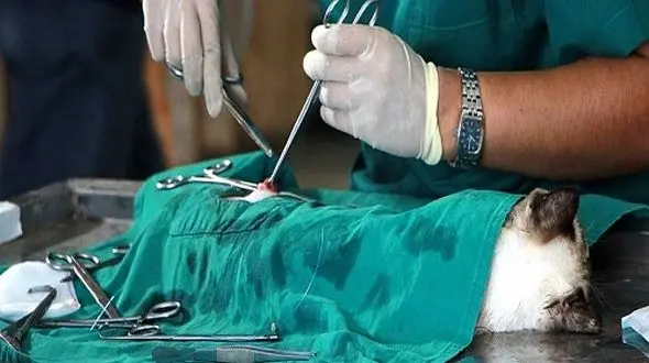 فعالیت بیش از ۱۸۰ داروخانه و‌درمانگاه دامپزشکی در لرستان