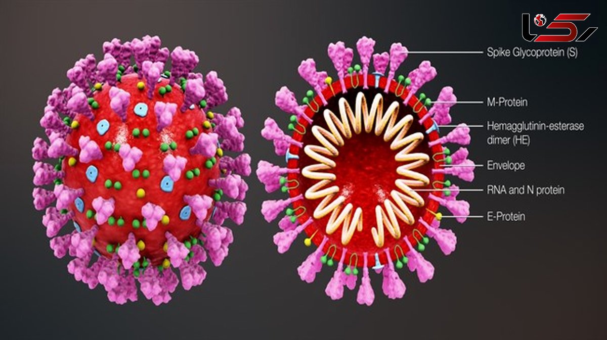 SARS-CoV-2 spike glycoprotein optimized for conditions present in human airways