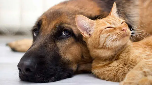 روزهای سخت حیوانات خانگی و خیابانی تحت سرپرستی در تعطیلات عید / حتی امکان مرگ آنها وجود دارد