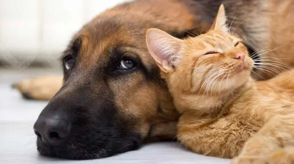  غذای حیوانات تریاکی بود ! / در فرودگاه بین المللی امام خمینی (ره) چه گذشت ؟!