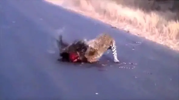 شکار جوجه تیغی برای پلنگ نگون بخت پر دردسر شد+ فیلم