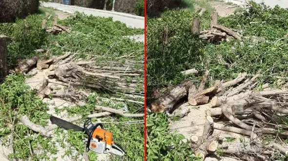 قطع درختان در  منطقه حفاظت شده شهرک نفت آبادان +عکس