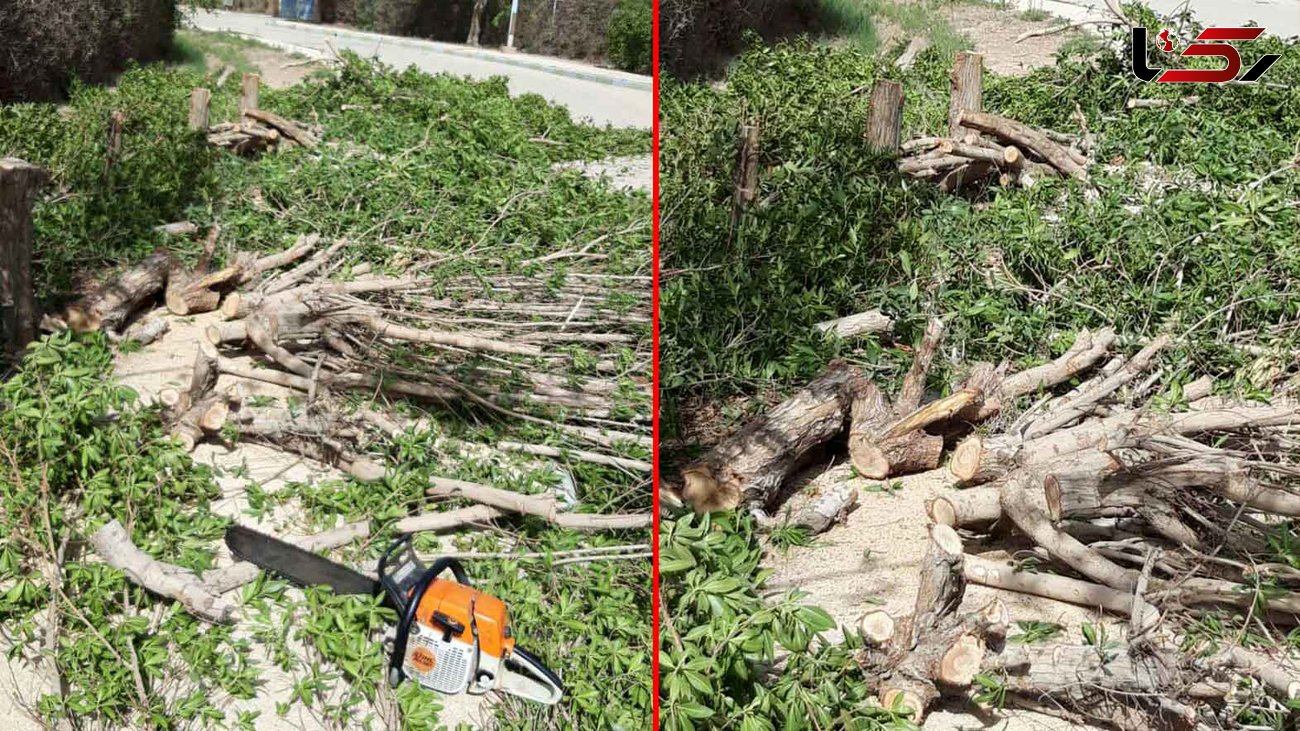 قطع درختان در  منطقه حفاظت شده شهرک نفت آبادان +عکس