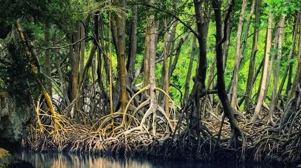 توسعه جنگل حرا در روستای گردشگری سهیلی جزیره قشم