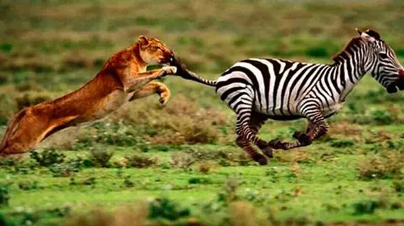 تعثیب و گریز جالب شیر و گورخر + فیلم 