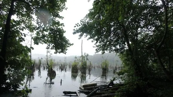 گزارش تکاندهنده از باتلاق هایی که جنازه پس می دهند + عکس ها