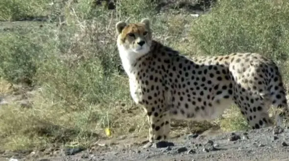 یوزپلنگ هیوا در آستانه ۶ سالگی است ولی در جنسیتش شبه وجود دارد !