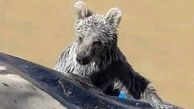 


نجات توله خرس دو ساله از استخر آب
