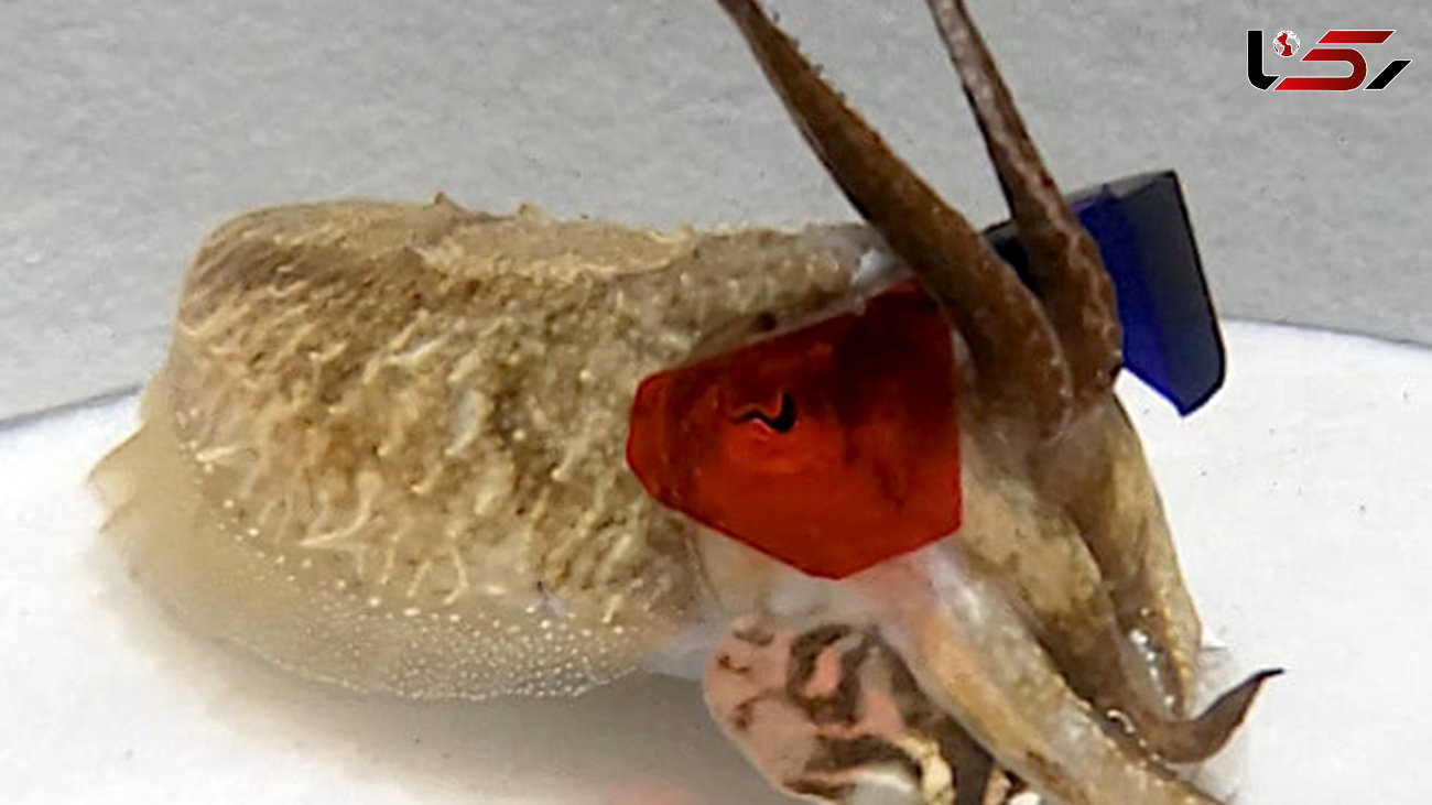 دانشمندان از عینک سه‌بعدی برای بررسی بینایی ماهی مرکب استفاده کردند