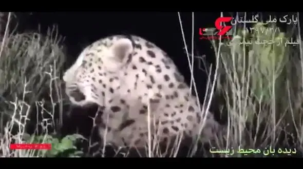 فیلمبرداری از یک پلنگ جسور ایرانی + فیلم
