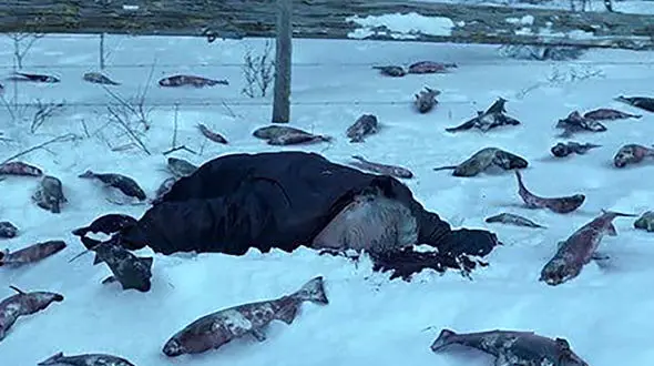 کپی برداری واضح سریال قورباغه از فیلم مگنولیا +عکس