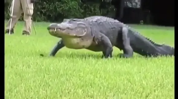 مرد منحرف به تمساح غول پیکر هم رحم نکرد / افسردگی عجیب تمساح  + فیلم 