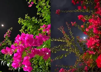 فال و طالع بینی امروز 12 اردیبهشت 1405