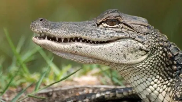 تنها راه فرار از دندان های کشنده تمساح