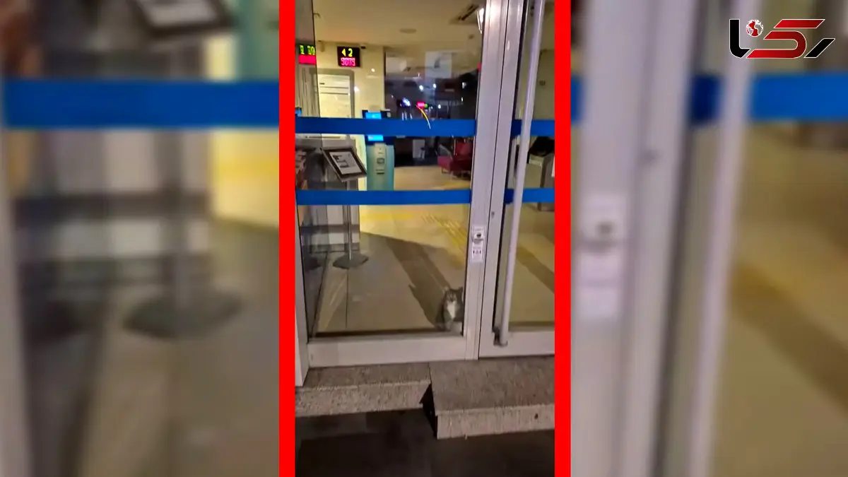 فیلم گربه سارق آژیر بانک را به صدا درآورد